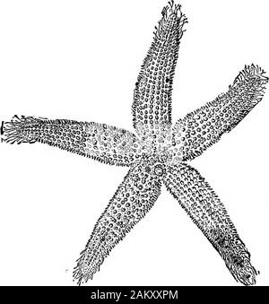 First lesson in zoology : adapted for use in schools . Fio. 47.—Snake-starflsh. 48 FIRST LESSONS IN ZOOLOGY. to absorb; finally, the larval body disappears. At this timethe starfish is still minute, conical, disk-shaped, with acrenulated edge. In this condition it remains probablytwo or three years before the arms length-en and it becomes of full size.. Stock Photo