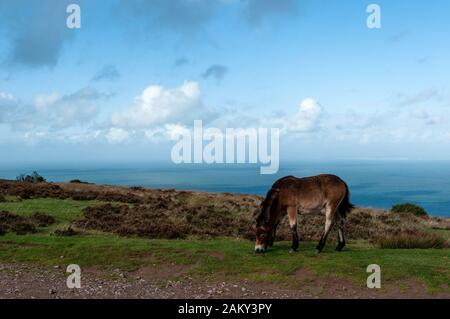 Wild Exmoor ponies above Porlock Bay in Somerset. Stock Photo