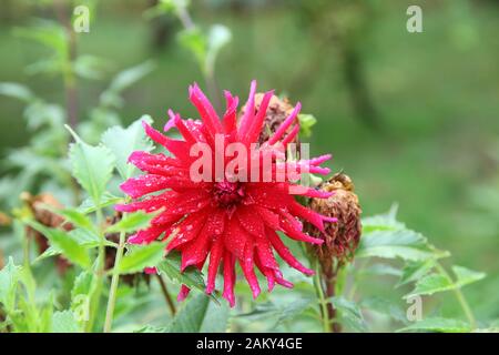 Pink flower Cactus dahlias in the summer garden .Beautiful dahlias in the autumn garden. Flowers dahlias in the Park or garden in autumn. Colorful Stock Photo