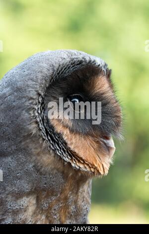 Portrait of melanistic Barn owl (Tyto alba) Stock Photo