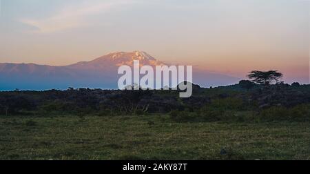 Mount Kilimanjaro at Dusk with Snow on the Summit seen from Arusha National Park, Tanzania, Africa Stock Photo