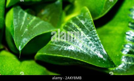 Closeup of green Haworthia grown in the greenhouse Stock Photo