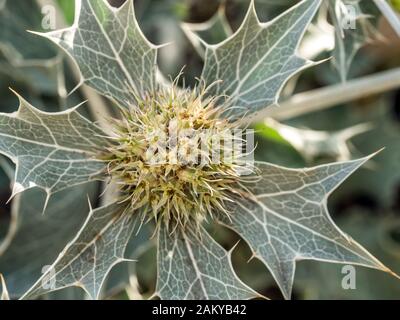 Closeup of sea holly flowers, also known as eryngium maritinum is a flower species of Eryngium native to most European coastlines Stock Photo