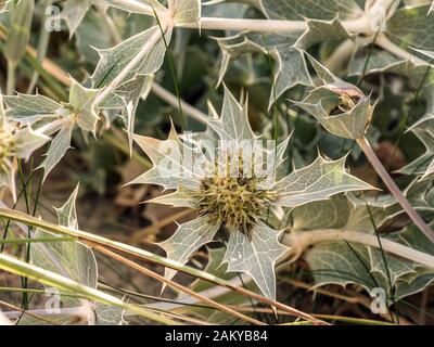 Closeup of sea holly flowers, also known as eryngium maritinum is a flower species of Eryngium native to most European coastlines Stock Photo