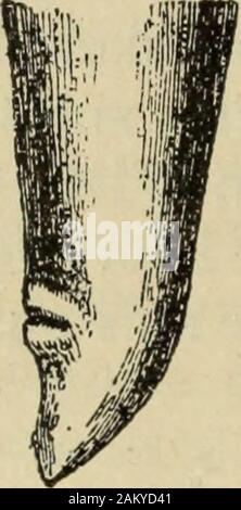 Traité de médecine et de thérapeutique . Fig. 49. — Ascaride lombricoïde ; extrémité pos-térieure du mâle. dessous. Dans les deux sexes, la bouche estpourvue de trois lèvres, une supérieure etdeux inférieures, munies de papilles tactiles ;lappareil labial représente un bouton trilobé.
