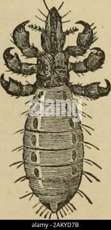 American farming and stock raising, with useful facts for the household, devoted to farming in all its departments . CALF LOUSE. Stock Photo