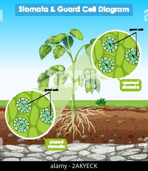 Diagram showing stomata and guard cell illustration Stock Vector