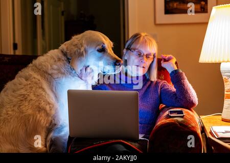 Platinum color Golden Retriever dog with woman reading on laptop computer Stock Photo