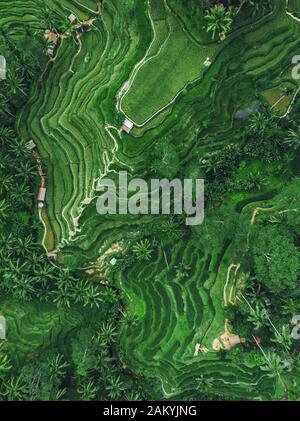 Aerial View Of Tegallalang Bali Rice Terraces. Tropical Landscape On 