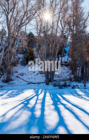 Backlit Fremont cottonwood trees cast long shadows on fresh snow; Vandaveer Ranch; Salida; Colorado; USA Stock Photo