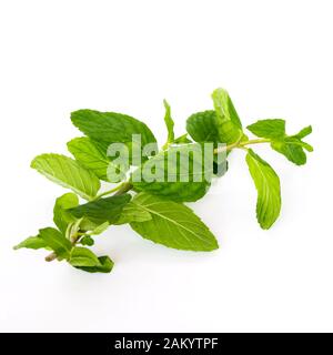 Studio shot fresh organic Vietnamese mint leaves isolated on white Stock Photo