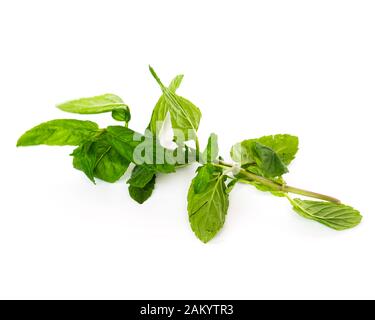 Studio shot fresh organic Vietnamese mint leaves isolated on white Stock Photo