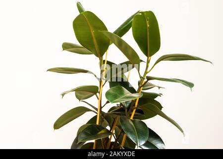 Ficus elastica, the rubber fig, rubber bush, rubber tree, rubber plant, or  Indian rubber bush, Indian rubber tree, species of plant in the fig genus  Stock Photo - Alamy