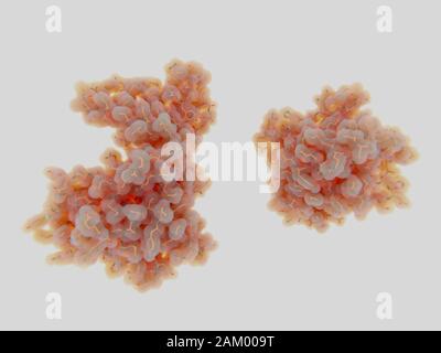 NEK7 kinase in inactive and active forms, molecular model Stock Photo
