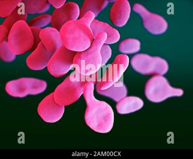 Mycoplasma genitalium bacteria, illustration Stock Photo