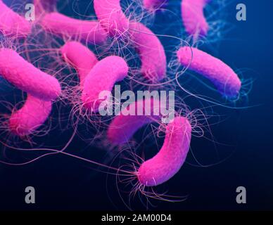 Pseudomonas aeruginosa bacteria, illustration Stock Photo