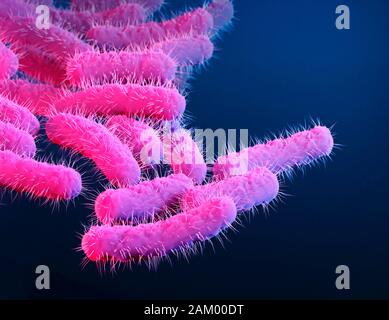 Shigella bacteria, illustration Stock Photo