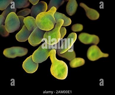 Mycoplasma genitalium bacteria, illustration Stock Photo