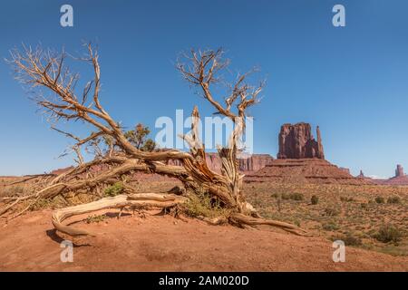 Dead tree and monuments in the Monument Valley Stock Photo