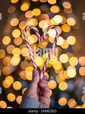 Hand holding two candy canes in heart shape with lights in background. Stock Photo