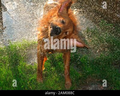 Golden retriever dog wet and shaking in the summer sunlight Stock Photo