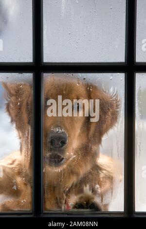 Snow Covered Golden retriever Dog barking at the door in winter Stock Photo