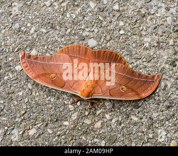 Antheraea yamamai butterfly known as the Japanese silk moth. Stock Photo