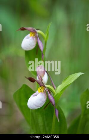 Mountain Lady's Slipper orchid in Rocky Mountain montane valley, Bow Valley Provincial Park, Alberta, Canada (Cypripedium montanum) Stock Photo