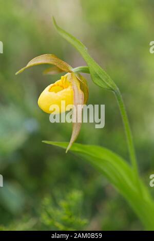 Yellow Lady's Slipper orchid in Rocky Mountain montane valley (Cypripedium parviflorum)