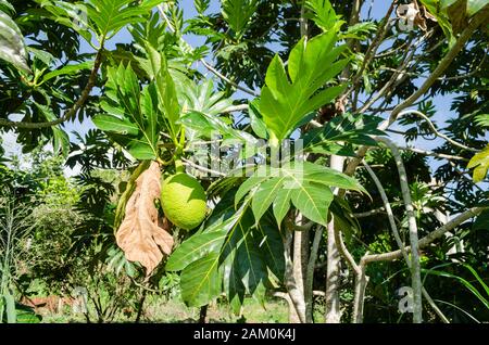 Breadfruit On Tree Beside Dry Leaf Stock Photo