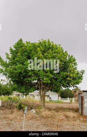 Green Lush Ackee Tree Stock Photo