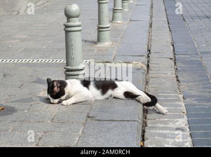 A stray black and white short hair cat eats food off the sidewalk as he lays along a street in Istanbul, Turkey. Stock Photo