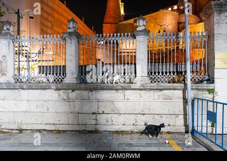 Three stray cats walk along a fence surrounding the Hagia Sophia museum late night in Istanbul, Turkey. Stock Photo