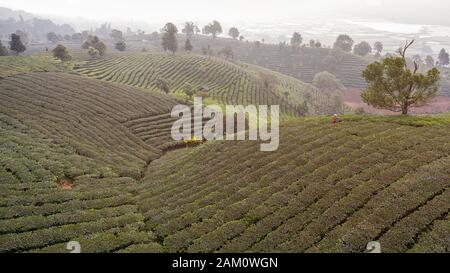 Aerial view of a Pu'er (Puer) tea plantation in Xishuangbanna, Yunnan - China Stock Photo
