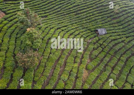 Aerial view of a Pu'er (Puer) tea plantation in Xishuangbanna, Yunnan - China Stock Photo