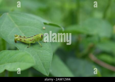 A nymph of green grasshopper or javanese grasshopper (Valanga nigricornis) sitting on a green leaf. Surakarta, Indonesia. Stock Photo