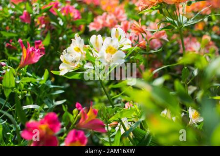 close-up of a white and pink flower of alstroemeria aurea. White alstroemeria aurea in the middle of pink alstroemeria aurea flowers. Stock Photo