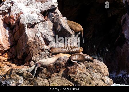 Sea lions rest on a rock..Seasonal molt, Close up, Ballestas Islands, Paracas Nature Reserve, Peru, Latin America Stock Photo