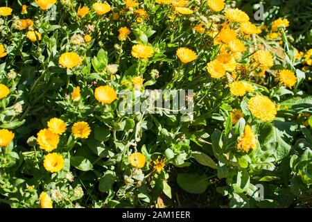 Field full of fully bloomed purple and white rose cabbage. This is a type of cabbage that is edible. Stock Photo
