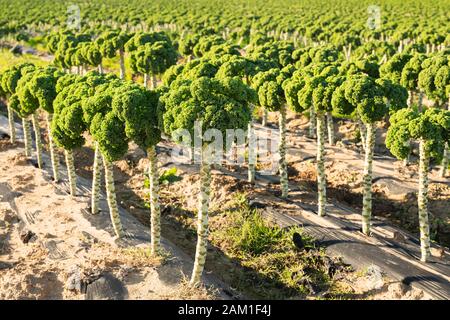 Kale field. Close up of organic curly kale, growing in a rows.  California agriculture Stock Photo