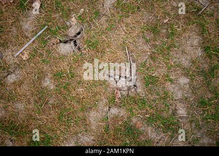 old dried cracked earth with dead grass Stock Photo