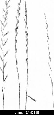 British grasses and their employment in agriculture . Fig. 120. Seedof same. Side,view, x 10. K 119. Tuft of Kaderiacristata, Pers.About i nat. Two empty glumes are present however in the terminal spikelet of Lolium.A. 8 114 Botanical Section [l&gt;T I five-nerved, and shorter than the spikelet. Outer palea smooth,five-nerved, awnless. Inner palea with the marginal nerves fineljfringed. Seed. The seed is barge-shaped, flattened, and from. Stock Photo