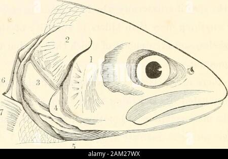 Frank Forester's fish and fishing of the United States and British provinces of North America . fidly aspired to the honours of a naturalist ;and has most deservedly ac(piircd, as such, no small degree ofcelebrity and favour. From this sljort excursion, into which 1 have been naturallyled in the course of my subject, I return to the description ofthe gill-covers of fish, and thereafter to the dental system, themethod of comparing which I shall lay down briefly for the useof the learner, and then proceed at once to the history ofSporting Fislies. The subject, which I now present, is the head of Stock Photo