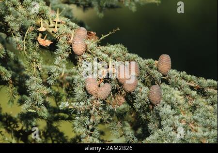 Cones growing on a branch of a Cedar Tree, Cedrus libani, Cedar of Lebanon or Lebanon Cedar  in the UK. Stock Photo