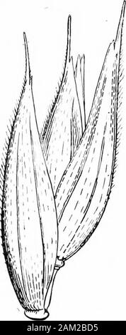 British grasses and their employment in agriculture . ctylis glomerata. Form of panicle shown in the pre-noweringand flowering stages. About  nat. size the outer palea o erlap at its apex and form a point which maysometimes be prolonged into an awn-point. The upper part of theouter palea is very scabrid as are also its margins in front. The innerpalea is held in very tightly by the outer palea, and both are coveredwith fine but conspicuous dots. The rachilla varies much in lengthbut is usually short. It is cylindrical, rather outstanding, and oh. vii] Botanical Description of Species m thick Stock Photo