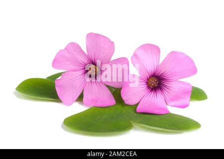 Wood sorrel flowers  isolated on white background Stock Photo