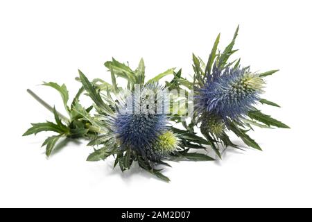 Sea holly thistles isolated on white background Stock Photo