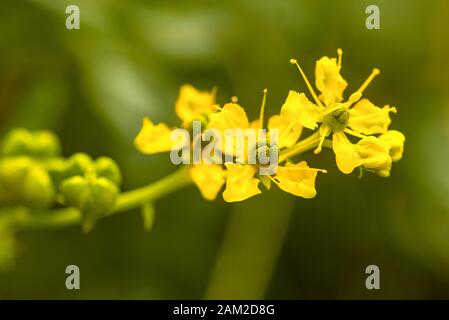 st. john's wort (Hypericum) flowers and buds Stock Photo