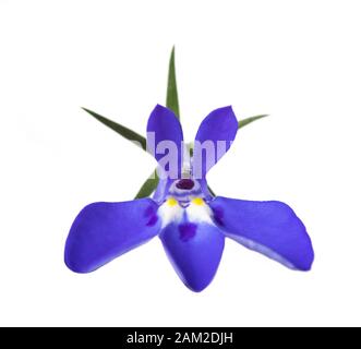 Blue lobelia flower isolated on white background. Stock Photo