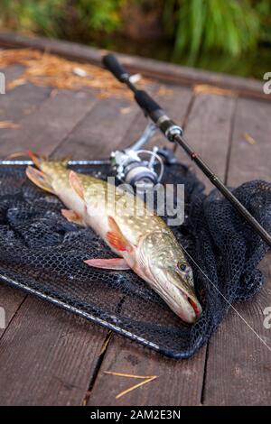 Freshwater Northern pike fish know as Esox Lucius and fishing rod with reel lying on vintage wooden background with yellow leaves at autumn time. Fish Stock Photo